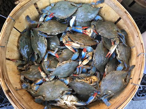 Homeboy crabs maryland. Things To Know About Homeboy crabs maryland. 